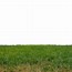 Image result for Real Grass Backround