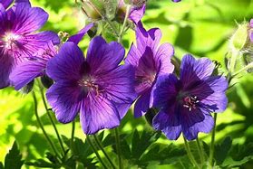 Image result for Perennial Flower Seeds