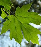 Image result for Big Leaf Maple Full Tree