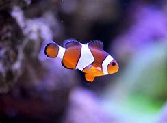 Image result for Finding Nemo Funny