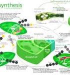 Image result for Flow Chart of Photosynthesis Process