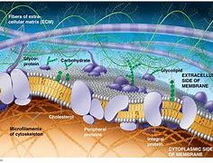 Image result for Plasma Membrane Lipids