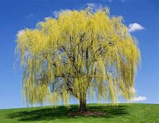 Image result for Weeping Willow Cherry Tree