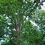 Image result for Swamp White Oak Leaf