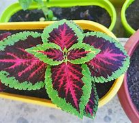 Image result for Shade Cloth for Plants so California