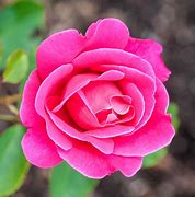 Image result for Tea Rose Color