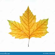 Image result for Single Fall Leaf