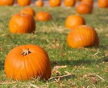 Image result for National Pumpkin Day Clip Art