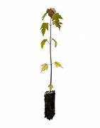 Image result for Silver Maple Seedling