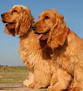 Image result for Cocker Spaniel Mix with Bullmastiff Adult