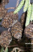 Image result for Palm Tree Inflorescence