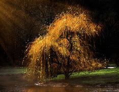 Image result for Mystical Willow Tree