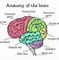 Image result for human brain functions