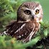 Image result for Cute Owl Screensavers