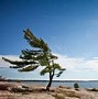 Image result for Evergreen Tree Line Drawing