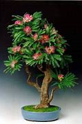 Image result for Mimosa Bonsai Tree