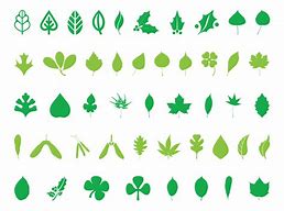 Image result for Leaf Silhouette Vector Clip Art