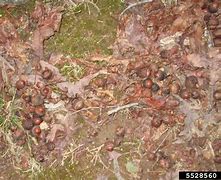 Image result for Scarlet Oak Leaf