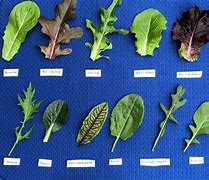 Image result for Images of Wild Lettuce