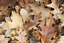 Image result for Brown Leaves Background