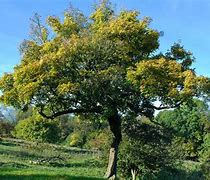 Image result for Field Maple Tree