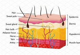 Image result for Human Skin Model Anatomy