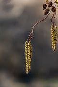 Image result for Hazelnut Tree Winter