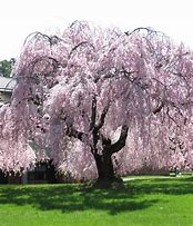 Image result for Japanese Cherry Blossom Tree Vector