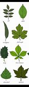 Image result for Sample of Big Leaf