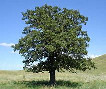 Image result for Planting Oak Trees