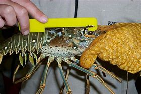 Image result for Giant Lobster Tail