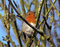 Image result for Robin Singing