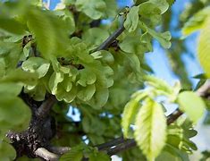 Image result for Elm Seed Pods