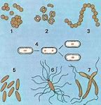 Image result for Bacteria Kingdom Classification