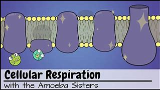 Image result for Cellular Respiration Clip Art