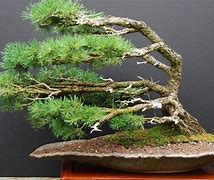 Image result for Windswept Bonsai Trees