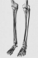 Image result for Skeleton Feet Drawing