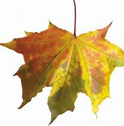 Image result for Transparent Fall Leaf Border