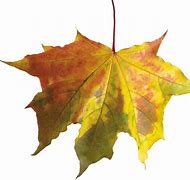 Image result for Fall Leaves Vector Free