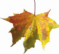 Image result for Free Green Leaves Picture Drawing