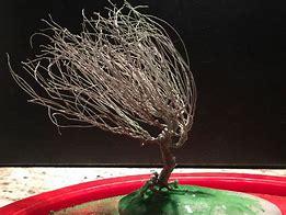 Image result for Weeping Willow Bonsai Kit