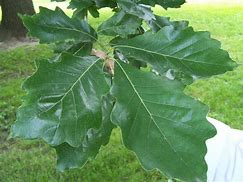 Image result for White Oak Leaf Arrangement