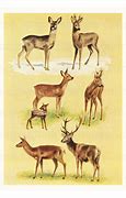 Image result for Epic Deer Art