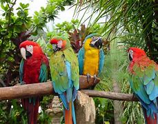 Image result for Jungle Animals Birds