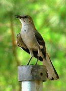 Image result for State Bird of Texas Images Small Pic