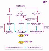 Image result for Catabolism