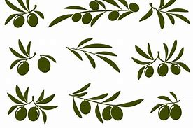 Image result for Olive Branch Vector