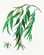 Image result for Willow Tree Branch Illustration