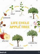 Image result for Apple Tree Life Cycle