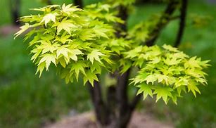 Image result for Acer Green Maple Tree